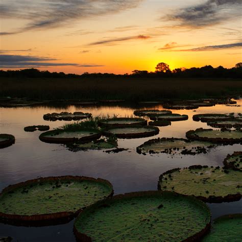 Pantanal Pinhais - Pantanal – Visit Brasil