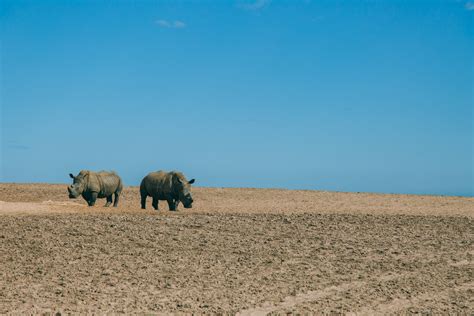 Buffelsfontein Game Reserve | South Africa | Wild Safari Guide