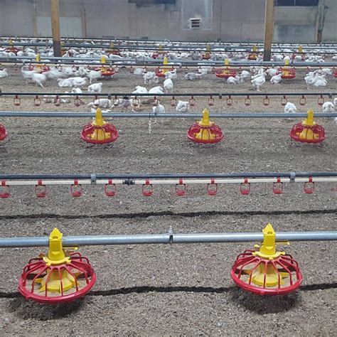 Ecuador Broiler Chicken Slatted Flooring System With Automatic Feeding