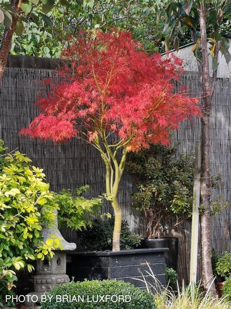 Buy Acer Palmatum Dissectum Seiryu Japanese Maple Mr Maple │ Buy Japanese Maple Trees