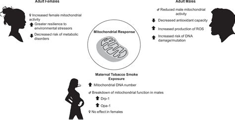 Sex Specific Effects Of In Utero And Adult Tobacco Smoke Exposure American Journal Of