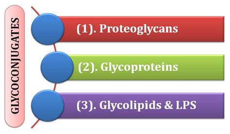 Glycoprotein vs Proteoglycan vs Glycolipid | EasyBiologyClass