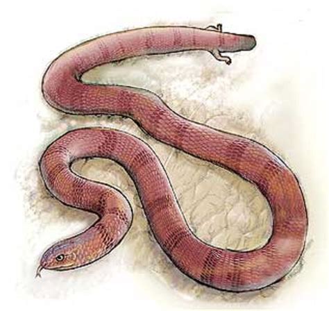 Art Illustration Najash Is An Extinct Genus Of Basal Snakes That