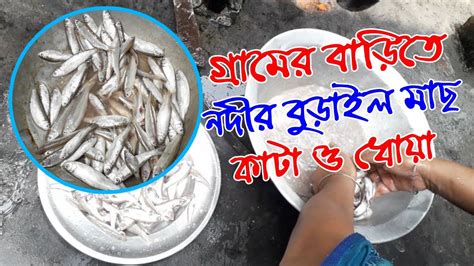 গ্রামের নদীর বুড়াইল মাছ কাটার দৃশ্য আজকে বাসায় ছোট মাছ কাটা ও