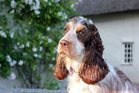 Cocker Spaniel Chocolate Roan And Tan Chocolate Roan And Flickr