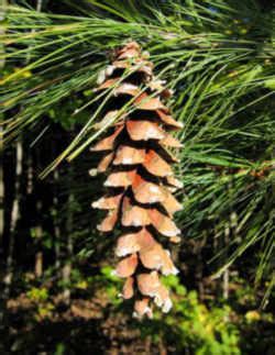 Maine State Flower (Floral Emblem): White Pine Cone & Tassel