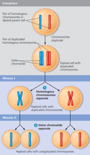 Chapter 15 The Chromosomal Basis For Inheritance Flashcards Quizlet