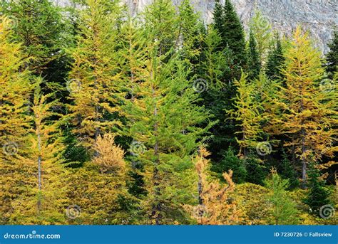 Larch forest stock photo. Image of canada, leaves, forests - 7230726