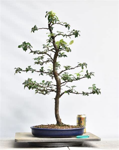 Chinese Quince Bonsai Bonsai Learning Center Store