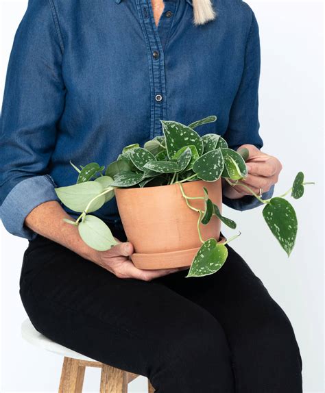 Pothos 101: How to Care for Pothos | Bloomscape