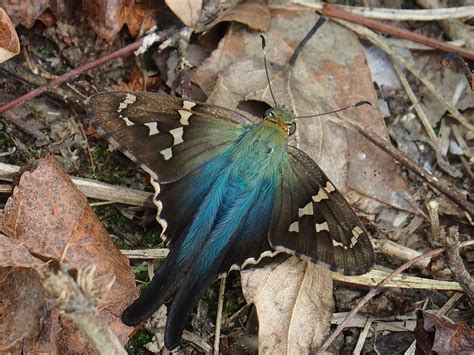 Long Tailed Skipper Alabama Butterfly Atlas