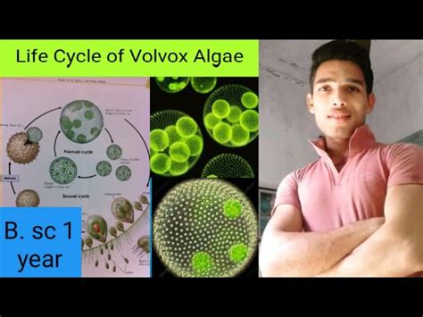 Volvox Life Cycle