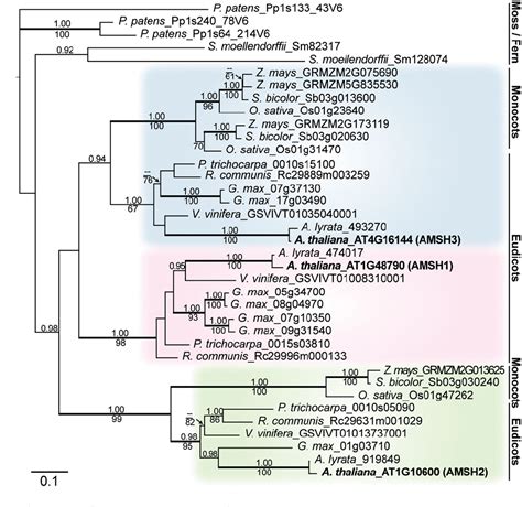 Figure 1 From The Deubiquitinating Enzyme Amsh1 And The Escrt Iii Subunit Vps2 1 Are Required