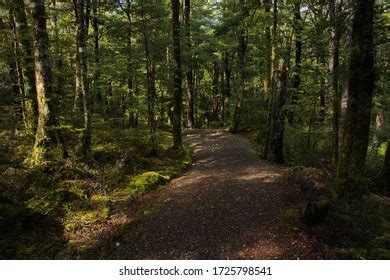 713 Lake Rotoiti New Zealand Images Stock Photos 3D Objects