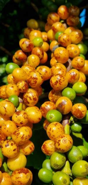 Guima Café está entre os fornecedores do Arabica Selection Brasile