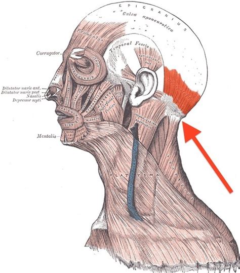 Feng Fu Point – Does it work? - Advice