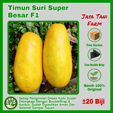 Jual Biji Benih Buah Timun Suri Super Besar F Benih Sayuran