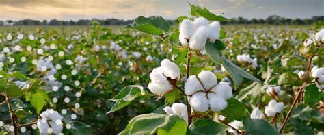 Did You Know Cotton Is A Tree TIMAC AGRO USA