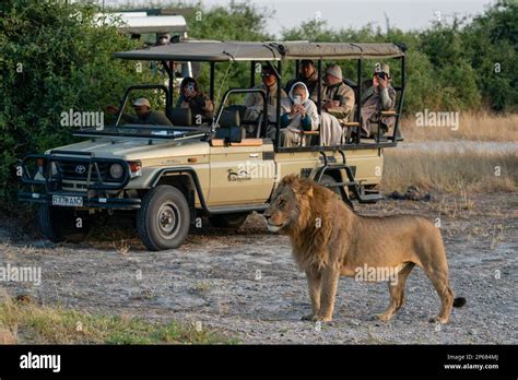 Tourists In A Safari Vehicle Watching A Lion Panthera Leo Savuti