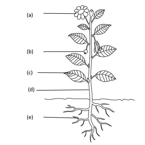 Labels the parts of the plants in the images given below.