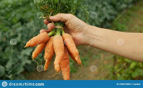 Karrot Daucus Carota Veldoogst Boerderij Bio Details Handwortel