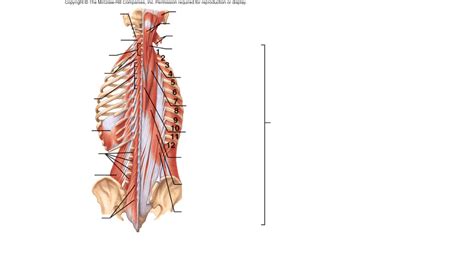 Intrinsic Back Muscles Right Diagram Quizlet