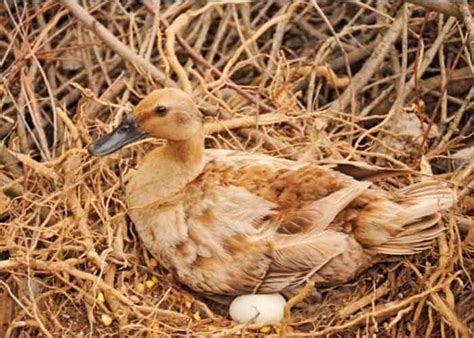 Can You Keep Ducks As Pets Everything You Need To Know