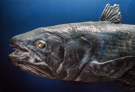 Coelacanth