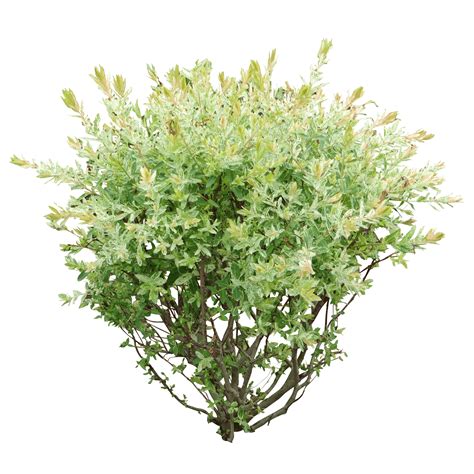 Shrub Tree Bush Png Image Png Download 29142914 Free Transparent