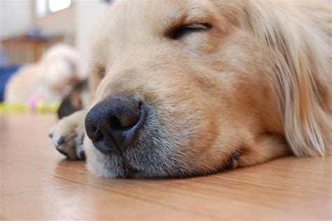 犬の寝顔ゴールデンレトリバー フリー素材ドットコム