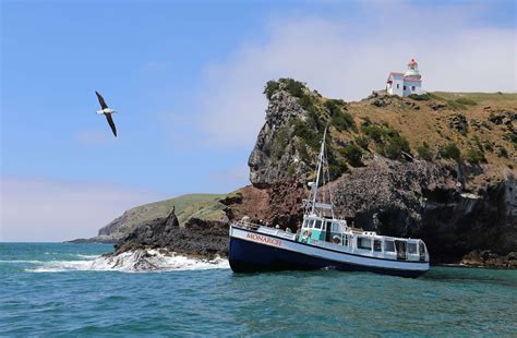 Monarch Wildlife Cruise On Otago Harbour Wild Dunedin