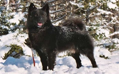 All About Swedish Lapphund Dog Breed – Origin, Behavior, Trainability, Facts, Puppy, Price ...