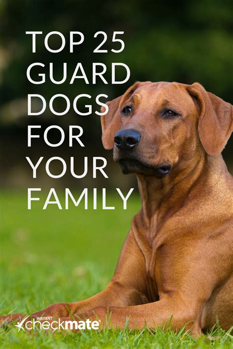 The 25 best guard dogs guard dog breeds for families – Artofit