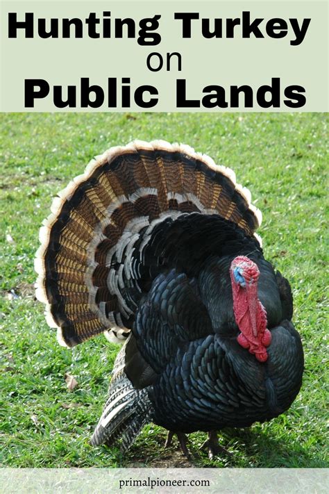 Hunting Turkey On Public Land