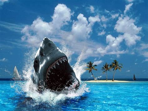 Sharks attack sharks 3D Best Backgrounds, shark attack HD wallpaper ...