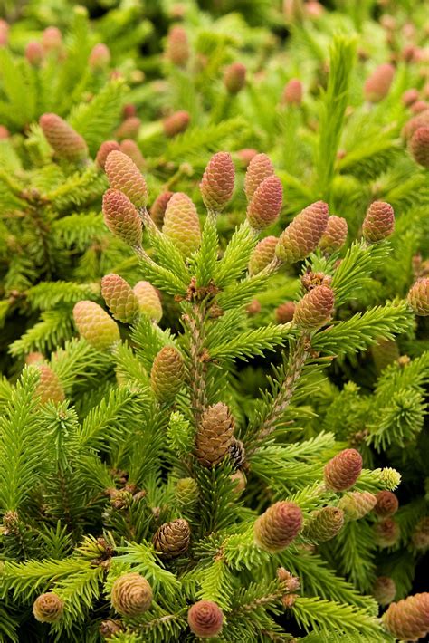 Pusch Dwarf Norway Spruce Pahls Market Apple Valley Mn