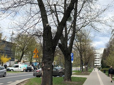 Coraz mniej starych drzew na Rydygiera Kolejne wkrótce mają pójść pod