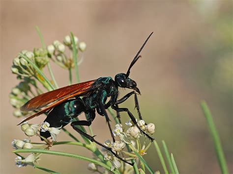 Tarantula Hawk Stinger