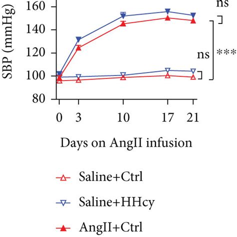 Hhcy Exacerbated Angii Induced Cardiac Hypertrophy In Mice A