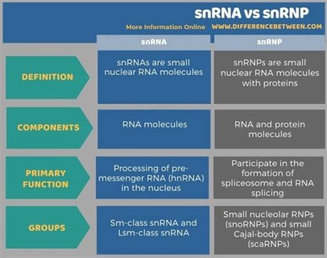 Difference Between snRNA and snRNP | Compare the Difference Between ...