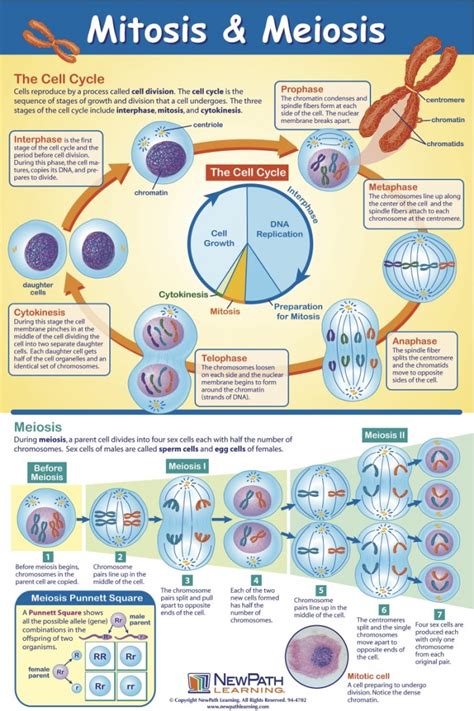 Chart Of Meiosis : Biological Science Picture Directory – Pulpbits.net