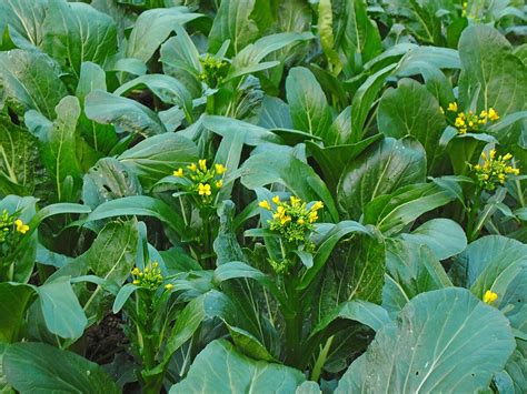 Category Brassica Rapa Subsp Chinensis Var Parachinensis Wikimedia