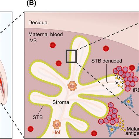 The Maternalfetal Interface And Potential Routes Of Antigen Transfer