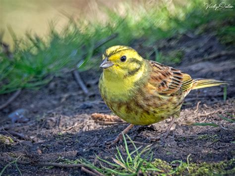 Yellowhammer Vicky Outen Flickr