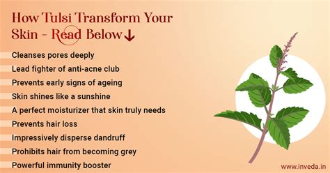 Amazing Benefits Of Tulsi For Guaranteed Beautiful Results Inveda