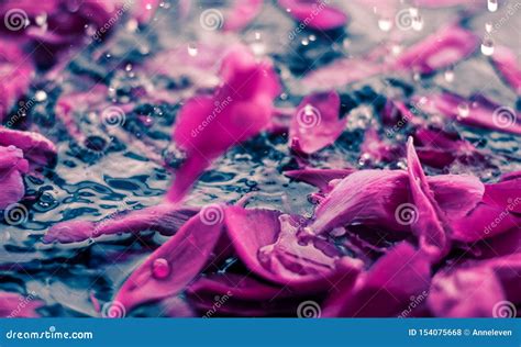 Abstract Floral Background Purple Flower Petals In Water Stock Photo