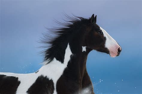 Painted Horses, Black Horses, White Horse, Horses And Dogs, Show Horses ...