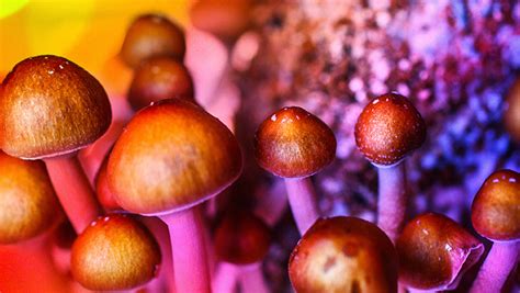 Ann Arbor Decriminalizes Magic Mushrooms