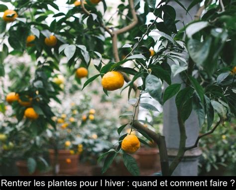 Rentrer Les Plantes Pour L Hiver Quand Et Comment Faire