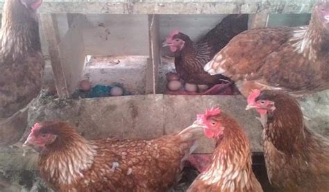 Cara Menetaskan Telur Ayam Petelur Dijamin Sukses Panen